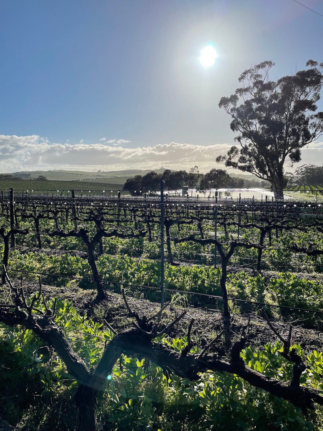 News from the Vineyards
