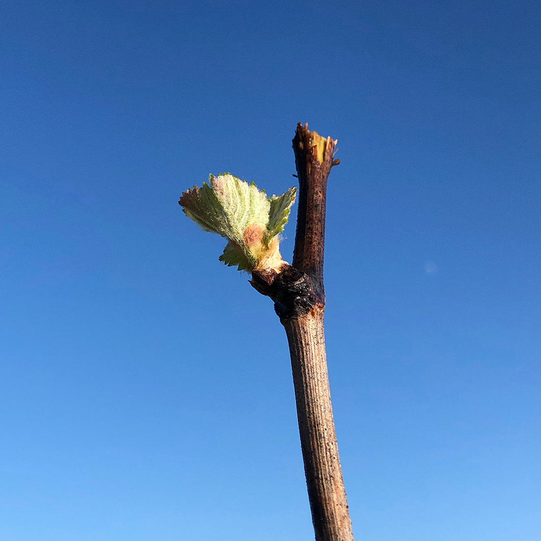 Spring Update