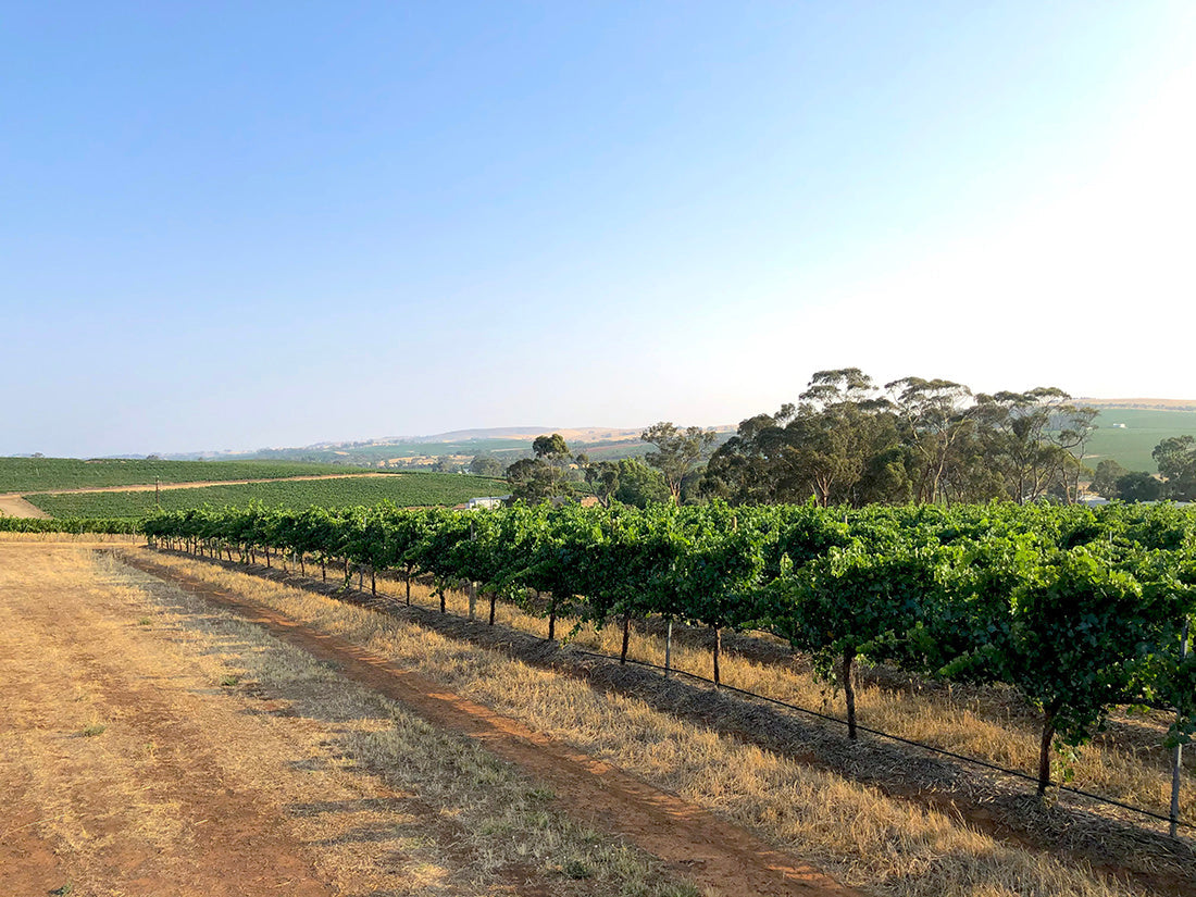 New Vineyard