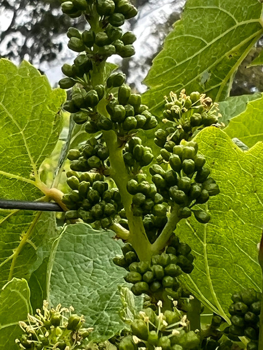 Vineyard update -  fruit set
