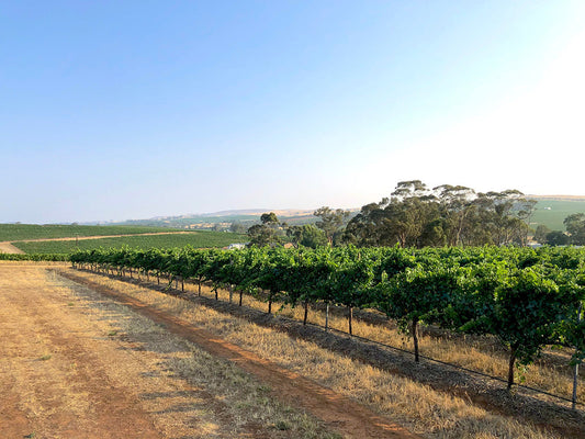 New Vineyard