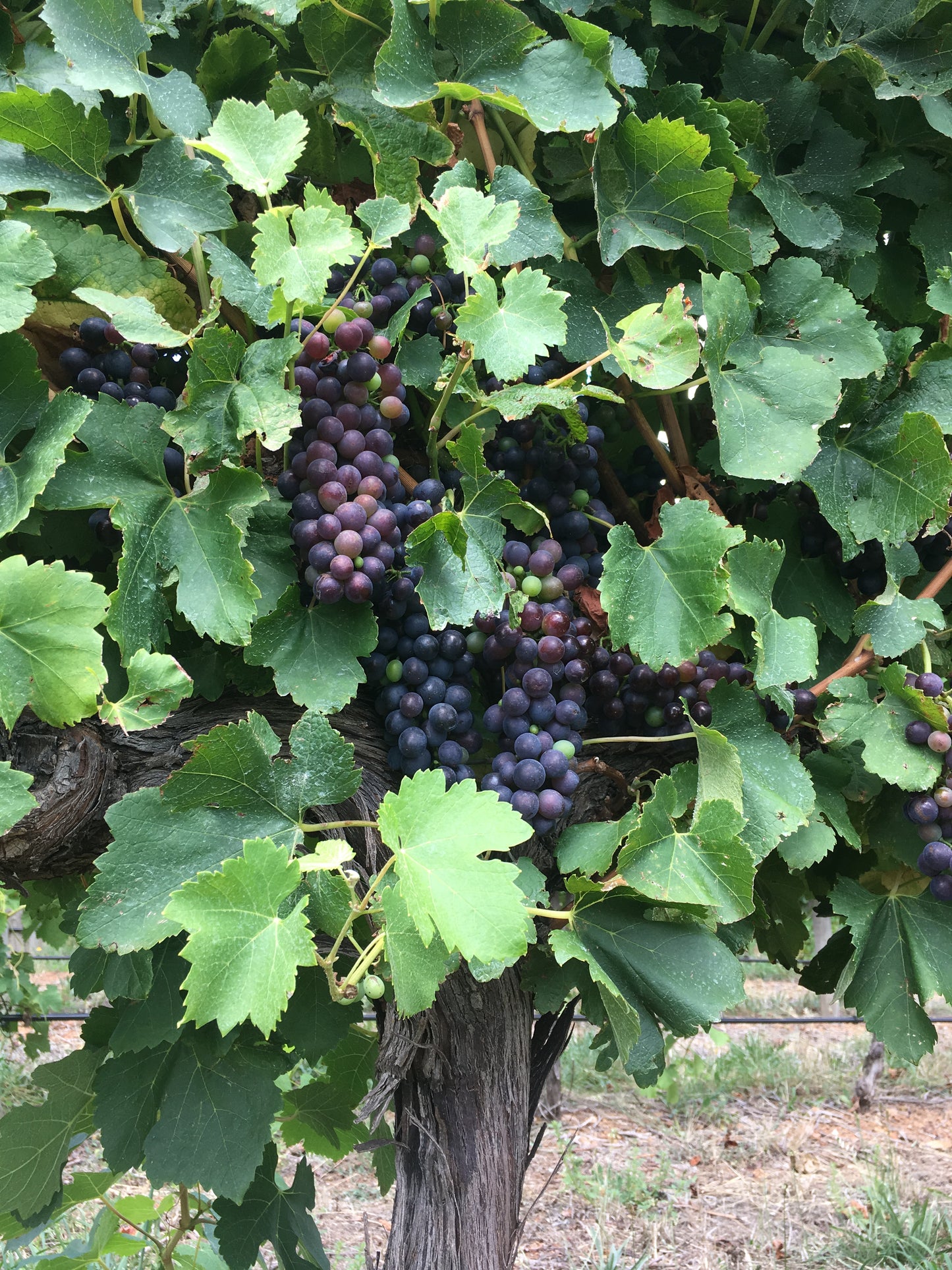 CLARE VALLEY GSM