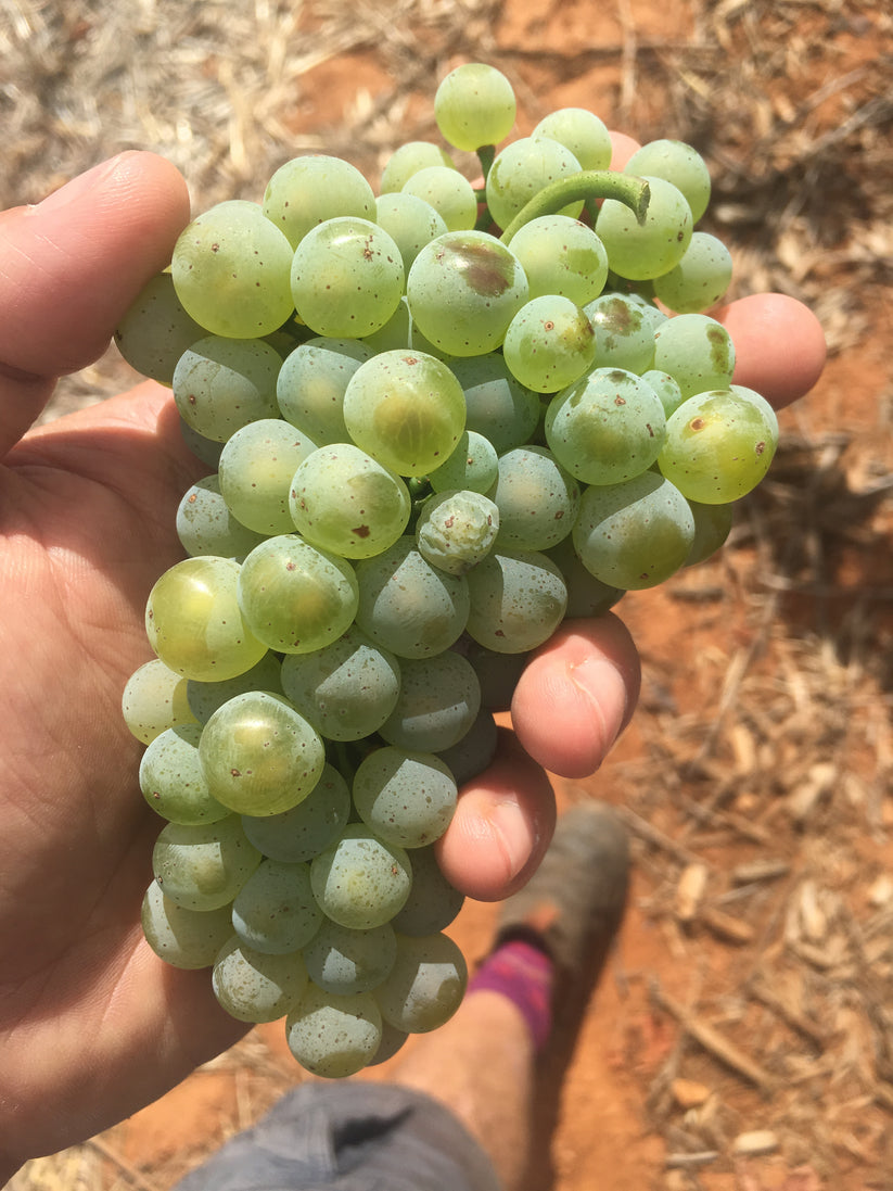 172° WATERVALE RIESLING – Atlas Wines