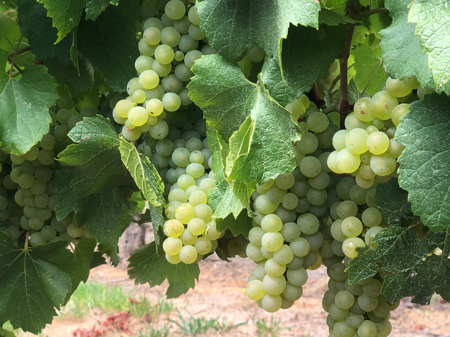 WATERVALE RIESLING